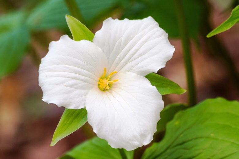White Trilium Flower Seeds – Heirloom, Non-GMO, High Germination Organic Garden Seeds for Planting