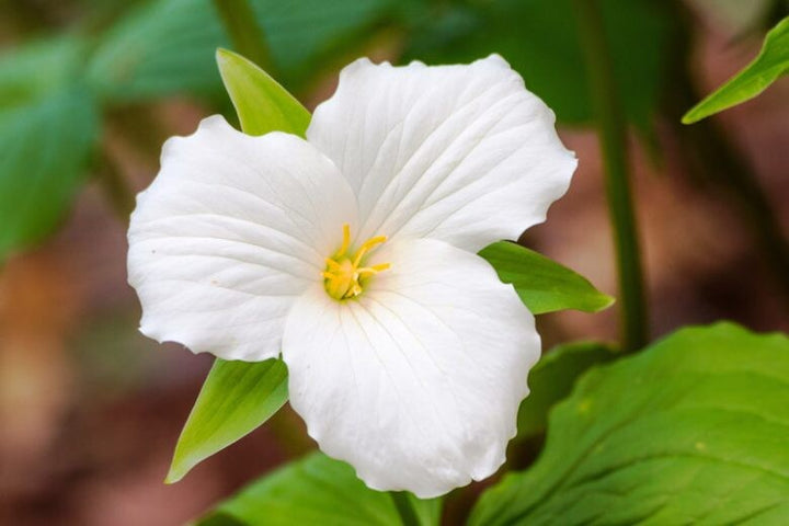 White Trilium Flower Seeds – Heirloom, Non-GMO, High Germination Organic Garden Seeds for Planting