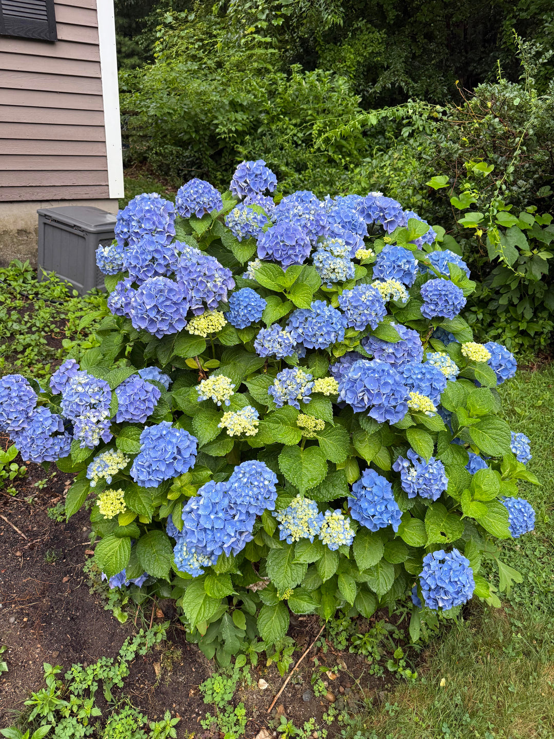 Edgeworthian Flower Seeds Blue – Heirloom Non-GMO High Germination Seeds