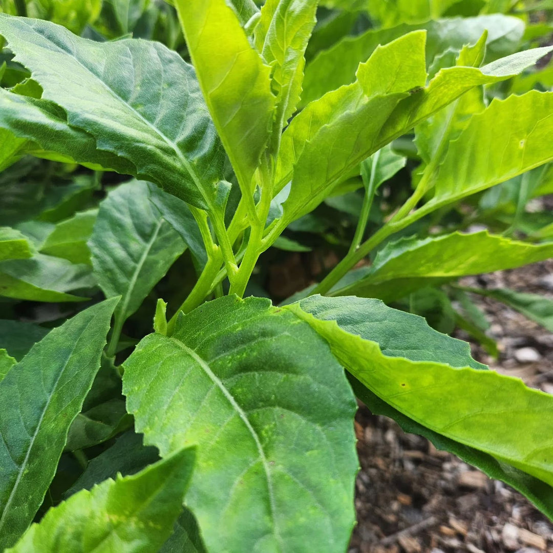 Triple Stem herb seeds