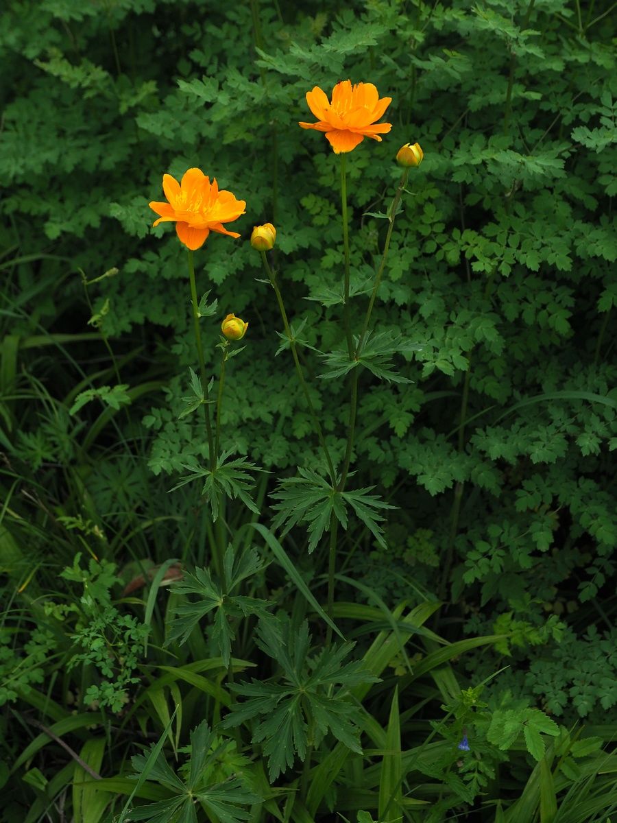 trollius trollius flower seeds