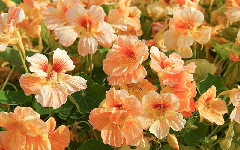 Light Orange Tropaeolum Flower Seeds – Heirloom, Non-GMO, High Germination Seeds