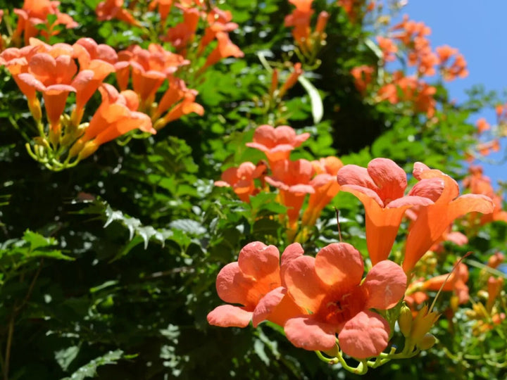 Semillas de Flor Campsis Naranja – Herencia, Sin OGM, Alta Germinación, Semillas Orgánicas para Jardín