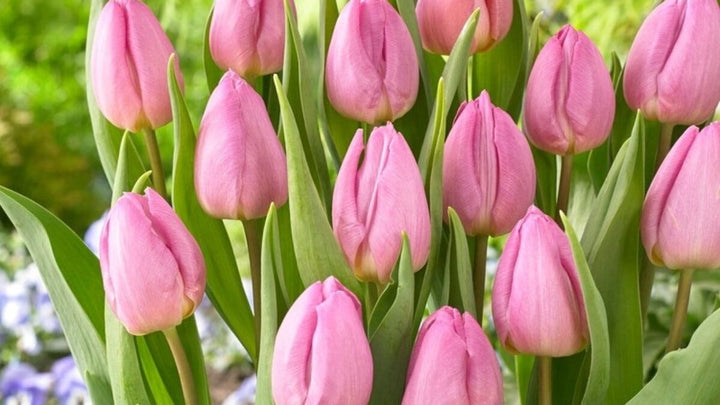 Tulip Flower Seeds Pink for Planting – Heirloom, Non-GMO, High Germination