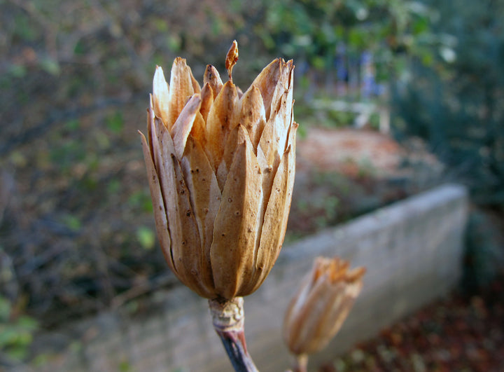 Liriodendron Tulipifera Tree Seeds – Heirloom, Non-GMO, High Germination Seeds