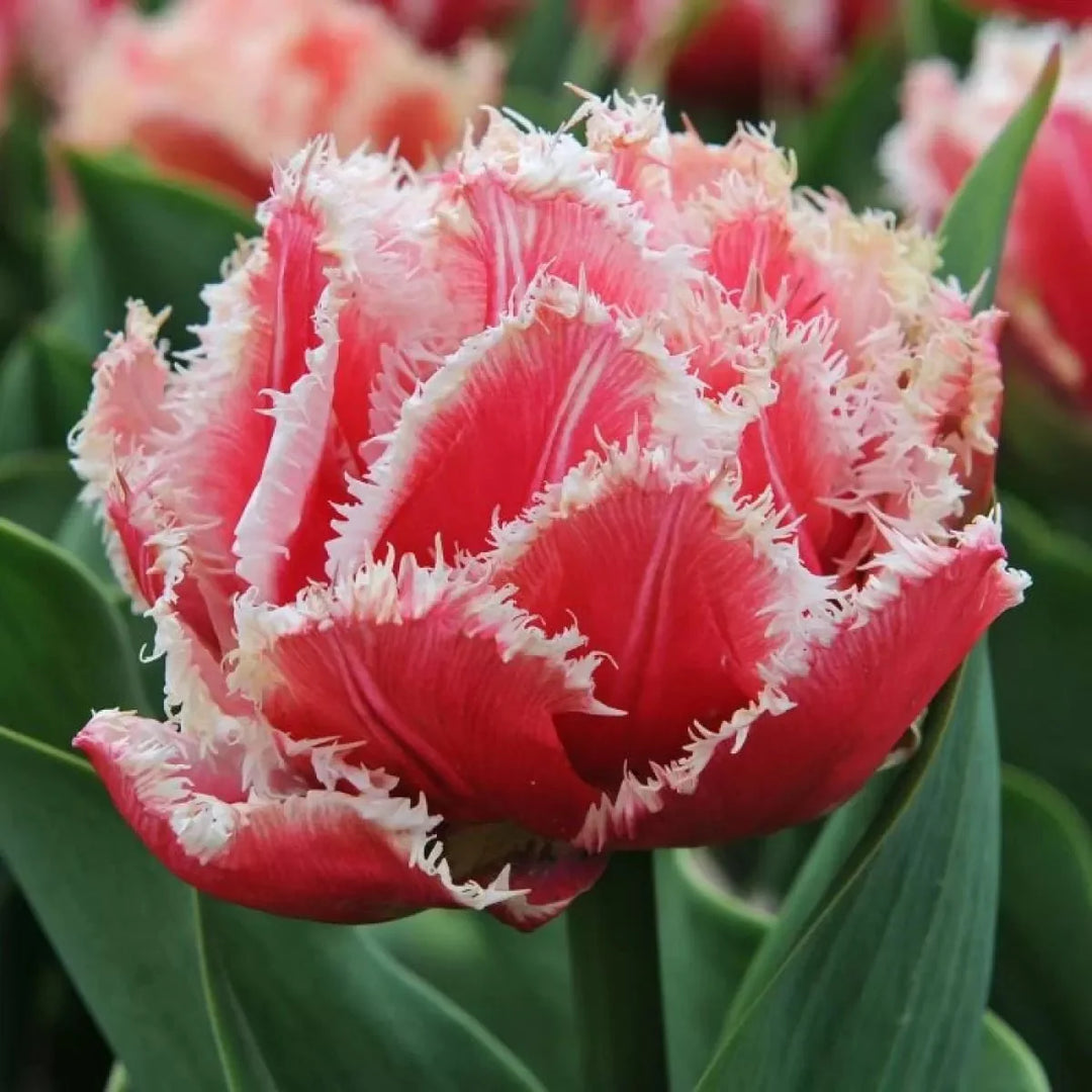 tulip tulipa flower seeds