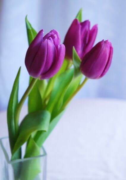 Giant Tulip Flower Seeds Violet – Heirloom Non-GMO High Germination Seeds