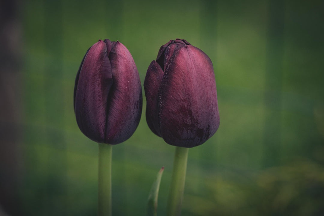 Brown Tulip Flower Seeds – Heirloom, Non-GMO, High Germination Organic Garden Seeds for Planting