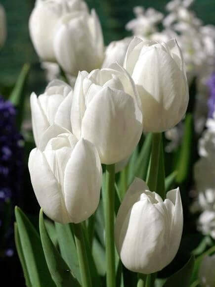 Giant Tulip Flower Seeds White – Heirloom Non-GMO High Germination Garden Seeds
