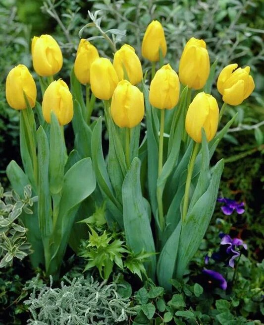 Giant Tulip Flower Seeds Yellow – Heirloom, Non-GMO, High Germination Seeds