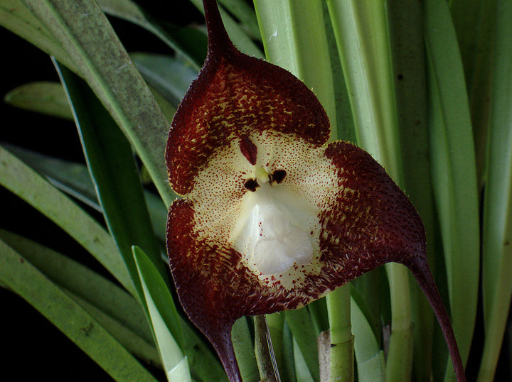 Monkey Face Orchid Flower Seeds Brown – Heirloom, Non-GMO, High Germination Seeds