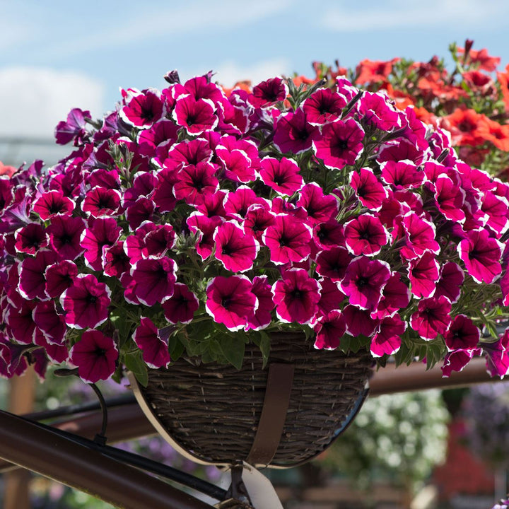 Petunia Flower Seeds for Planting