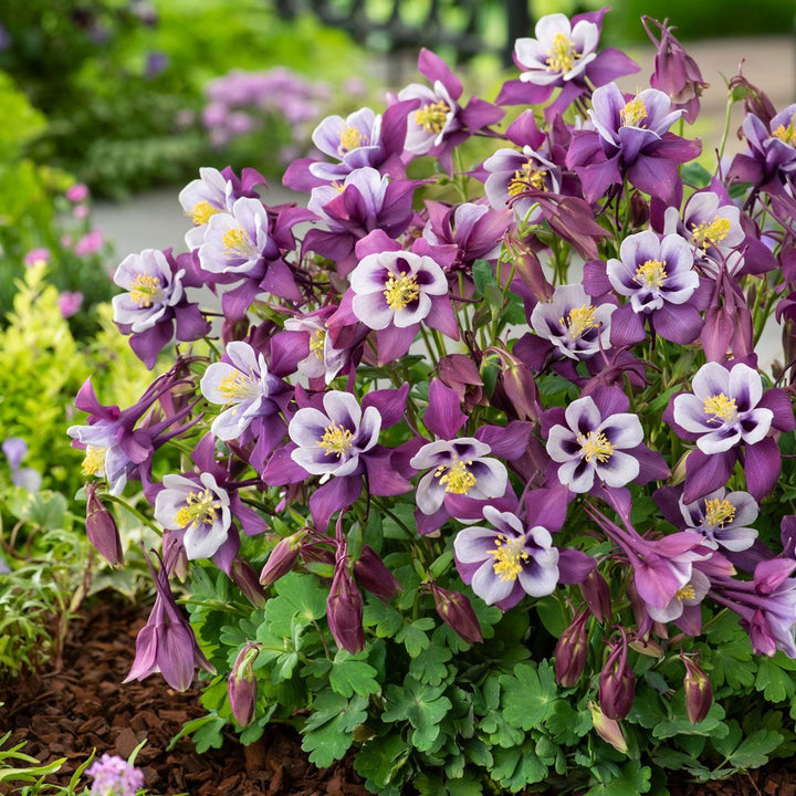 Giant Aquilegia Flower Seeds White Violet – Non-GMO High Germination Seeds