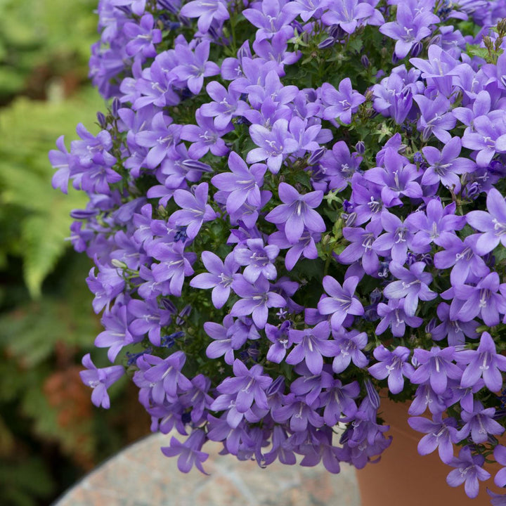 Purple Campanula Flower Seeds for Planting – Heirloom Non-GMO High Germination Seeds Seeds for Planting Organic Garden Seeds