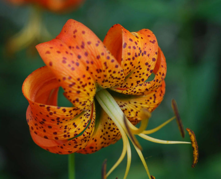 Lilium Superbum Flower Seeds Orange – Heirloom, Non-GMO, High Germination Seeds