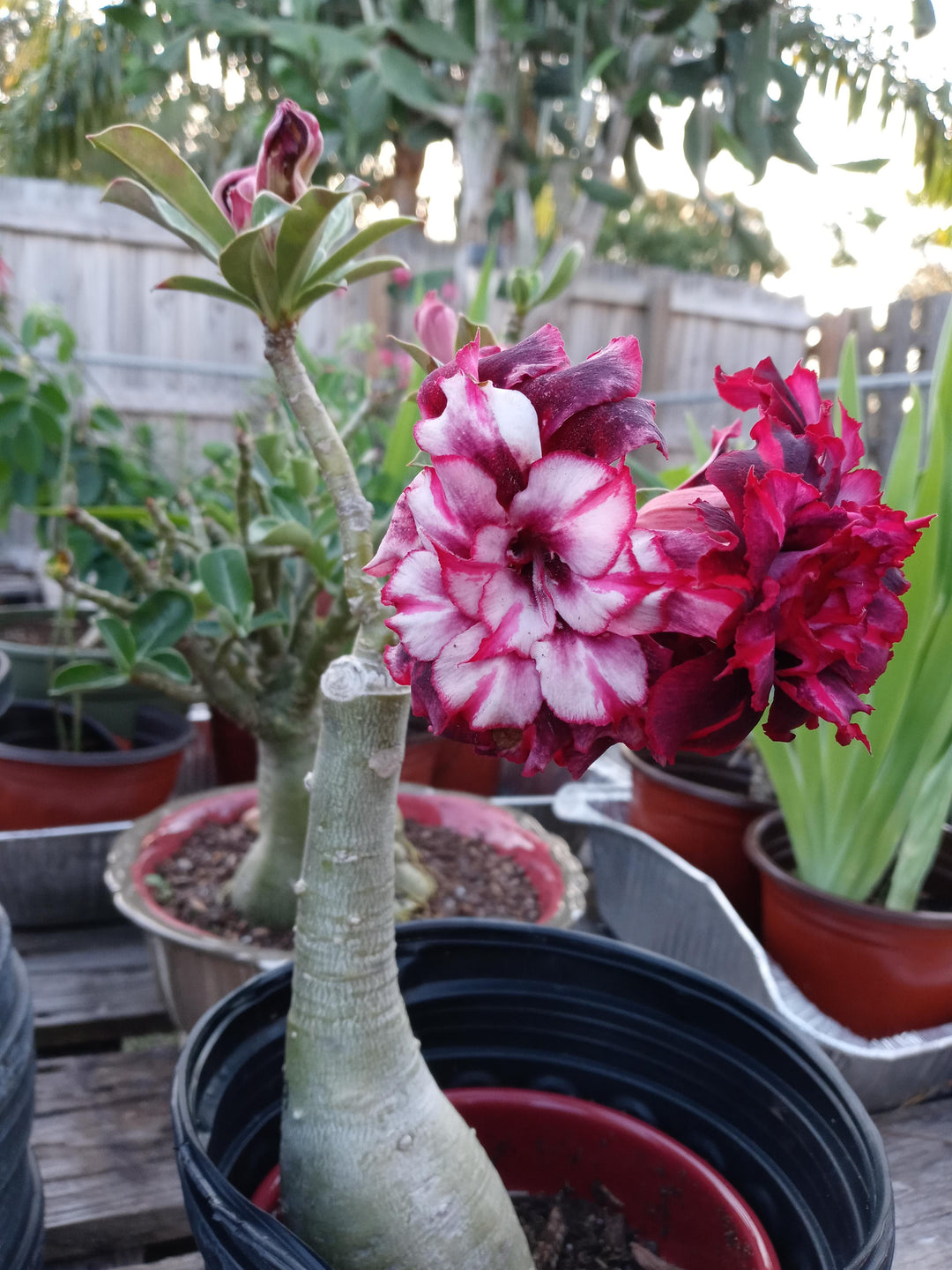 Adenium Rose Flower Seeds Perennial – Heirloom, Non-GMO, High Germination Organic Garden Seeds for Planting Seeds for Planting