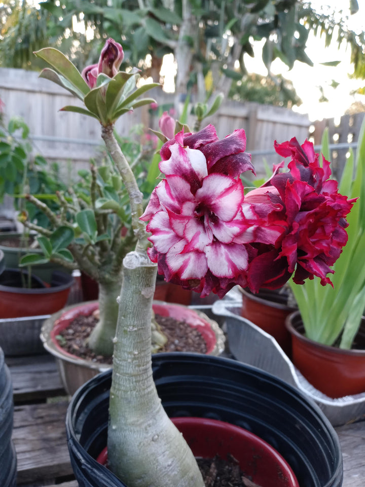 Adenium Rose Flower Seeds Perennial – Heirloom, Non-GMO, High Germination Organic Garden Seeds for Planting Seeds for Planting
