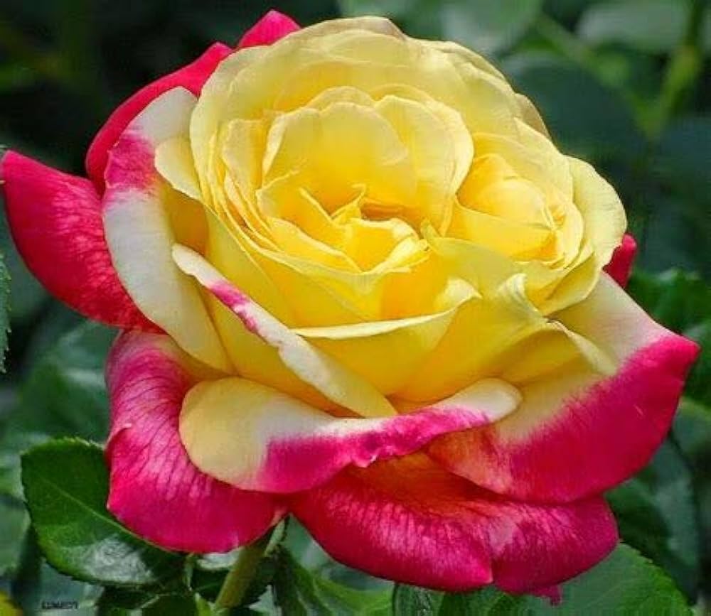 white pink flower seeds