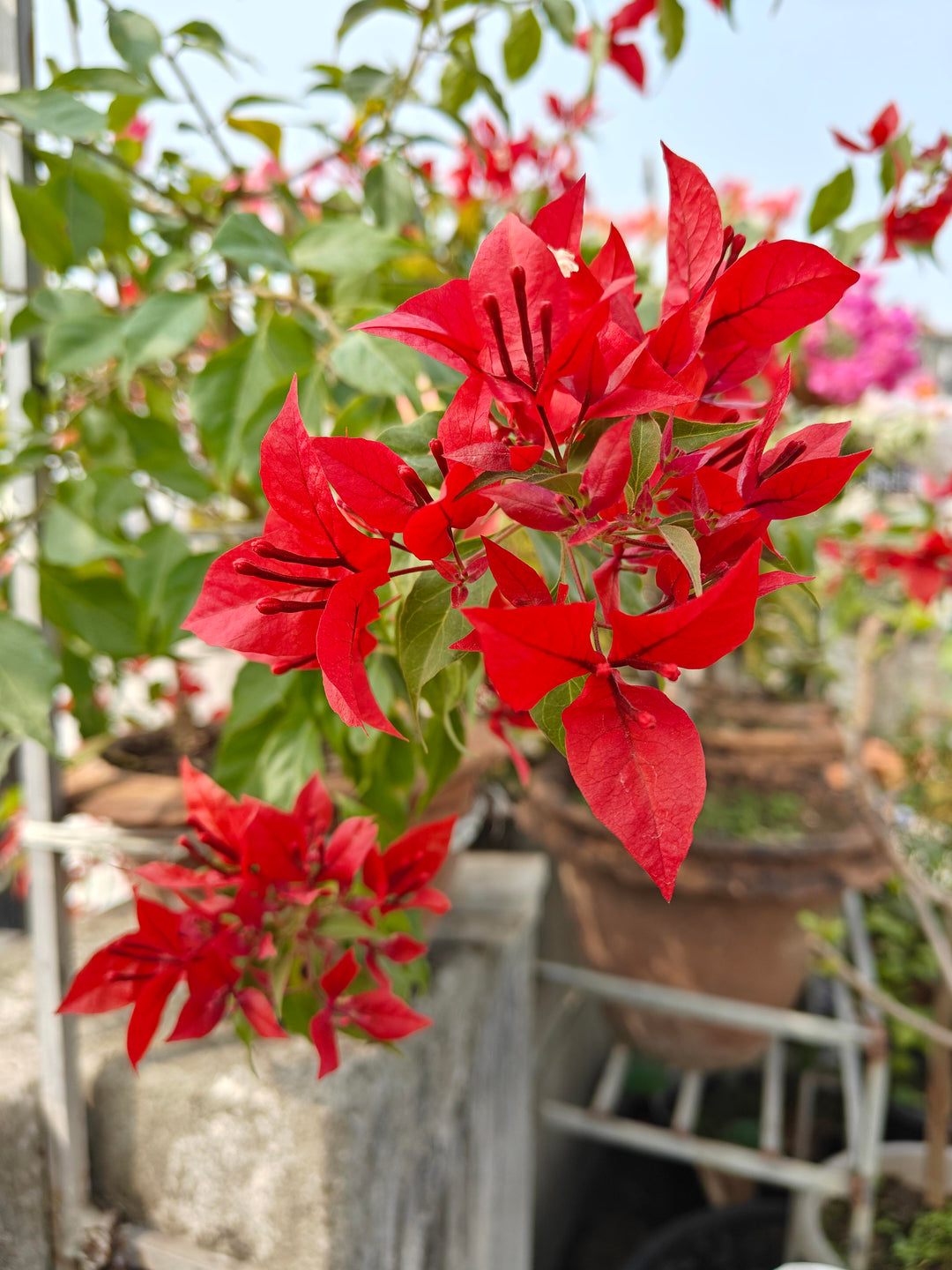 Red Bougainvillea Flower Seeds Heirloom Non-GMO High Germination Organic Garden Seeds for Planting