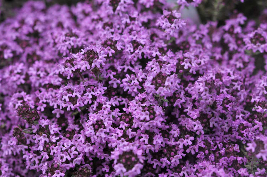 Creeping Thyme Flower Seeds – Heirloom Non-GMO High Germination Seeds