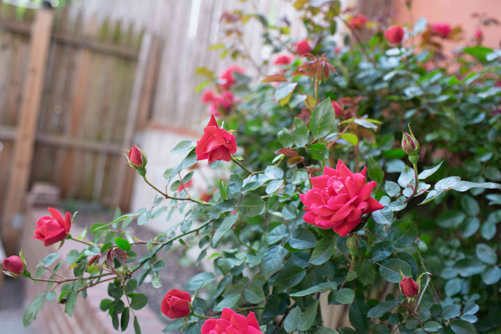Giant Blooming Red Rose Flower Seeds – Heirloom Non-GMO Seeds