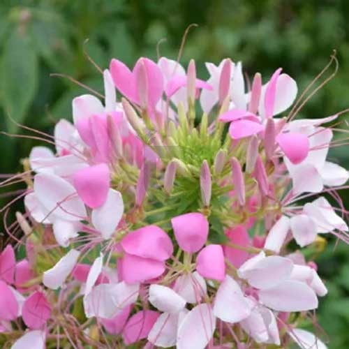 White Pink Cleome Flower Seeds – Heirloom Non-GMO High Germination Organic Garden Seeds