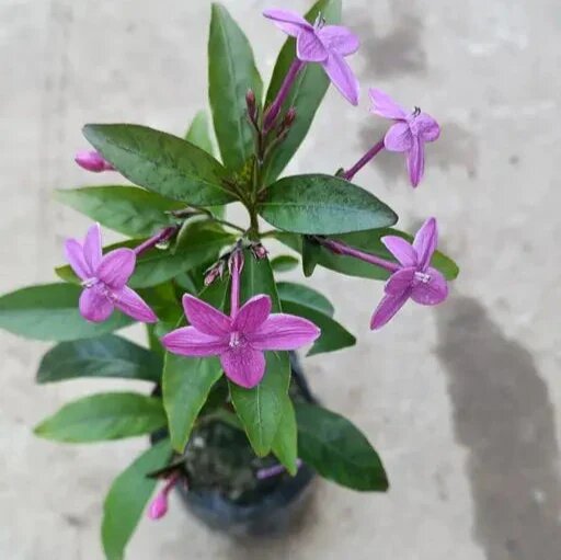 Jasmine Flower Seeds Purple Heirloom Non-GMO High Germination Organic Garden Seeds for Planting