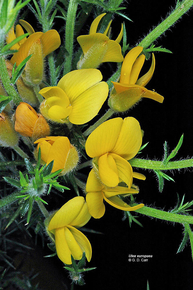 Gorse Ulex Flower Seeds Yellow – Heirloom Non-GMO Organic Garden Seeds
