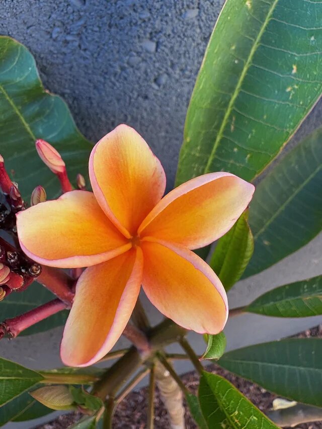 Orange Plumeria Flower Seeds – Heirloom, Non-GMO, High Germination Seeds