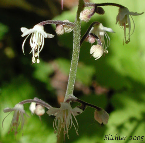 White Tiarella Trifoliata Flower Seeds Heirloom Non-GMO High Germination Organic Garden Seeds