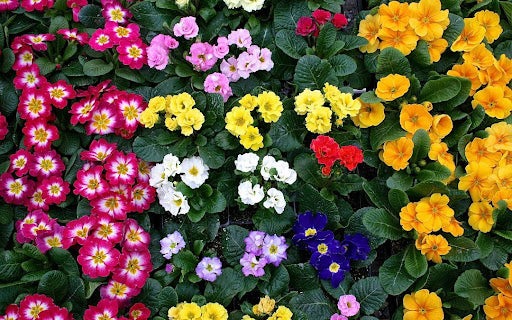 Semillas de flores de Prímula Acaulis mixtas – Cimarrón, sin OMG, semillas de alta germinación