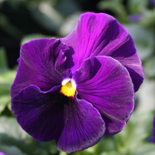 Semillas de Pensamiento Gigante Morado - Variedad Tradicional, No Modificado Genéticamente, Alta Germinación