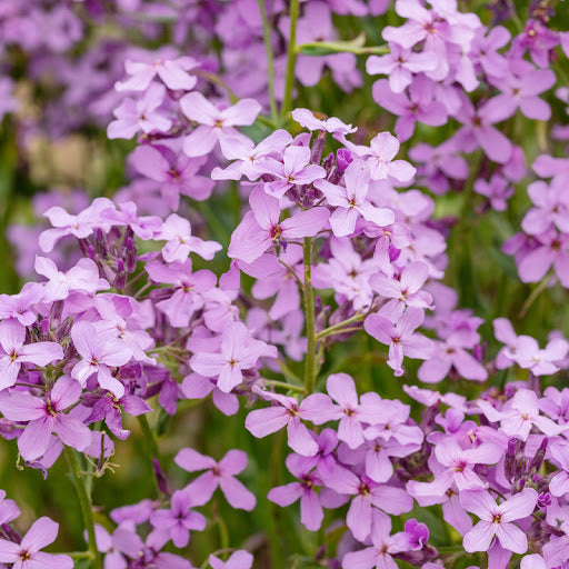 Semillas de Hesperis Matronalis Rosa – De herencia, sin OMG, semillas de alta germinación
