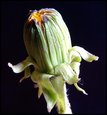Green Dandelion Flower Seeds – Heirloom, Non-GMO, High Germination Organic Seeds