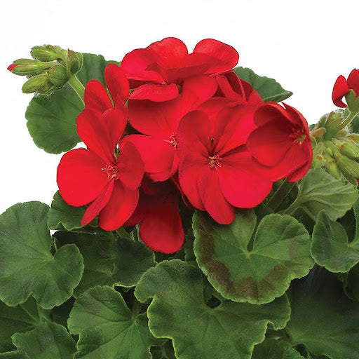 Red Geranium Flower Seeds – Heirloom, Non-GMO, High Germination Seeds