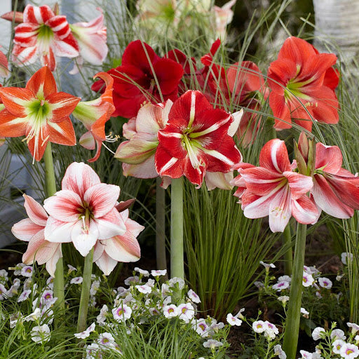 Burgundy Hippeastrum Flower Seeds – Heirloom Non-GMO High Germination Seeds