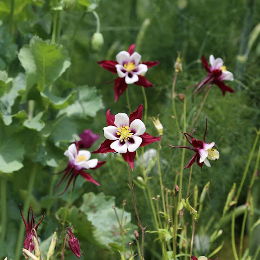 Maroon White Aquilegia Louisiana Flower Seeds – Heirloom, Non-GMO Seeds