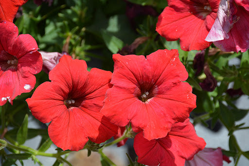 Giant Perennial Petunia Flower Seeds Red – Heirloom, Non-GMO, High Germination Seeds