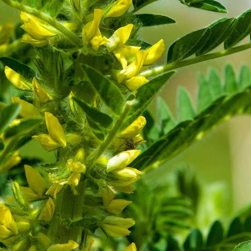 Astragalus For herb seeds