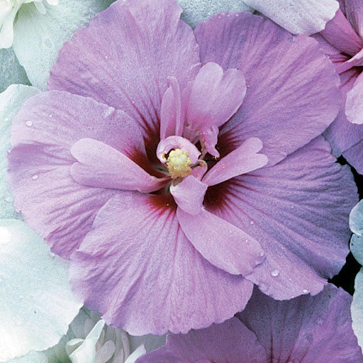 Lavender Blooming Hibiscus Flower Seeds – Heirloom, Non-GMO, High Germination Organic Garden Seeds