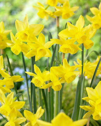 Semillas de flor de narciso amarillo – Semillas de herencia no transgénicas de alta germinación
