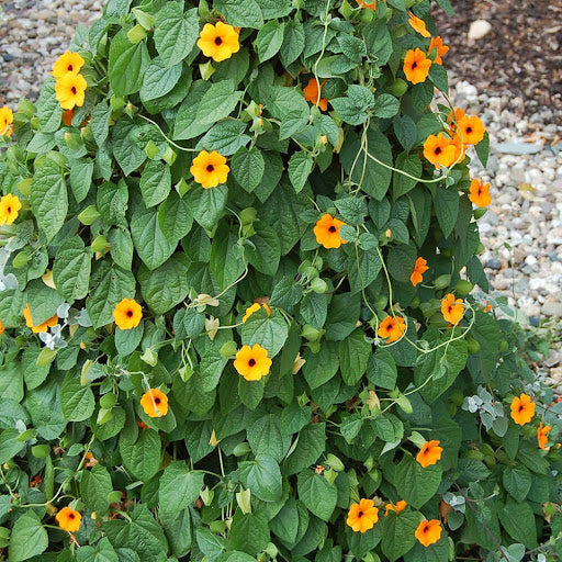 Orange Climbing Thunbergia Flower Seeds – Heirloom, Non-GMO, High Germination Seeds