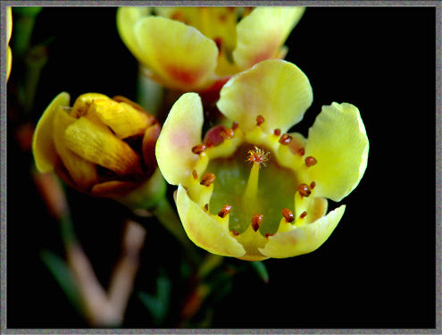 Yellow Chamelaucium Flower Seeds for Planting – Heirloom Non-GMO High Germination Seeds