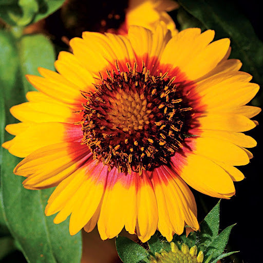 Yellow Pink Gaillardia Flower Seeds – Heirloom Non-GMO High Germination Organic Garden Seeds