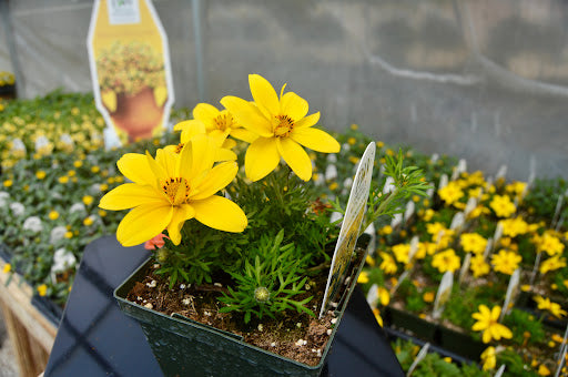Yellow Bidens Flower Seeds for Planting – Heirloom Non-GMO High Germination Organic Garden Seeds