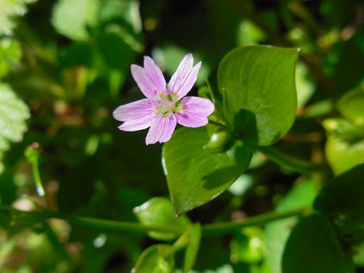 Pink Claytonia Flower Seeds – Heirloom, Non-GMO, High Germination Organic Garden Seeds