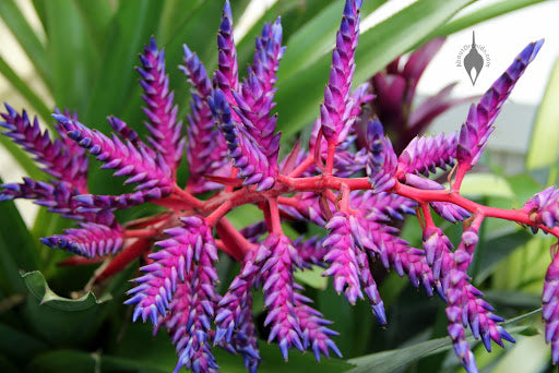Blue Pink Bromeliad Flower Seeds – Heirloom, Non-GMO, High Germination, Organic Garden Seeds