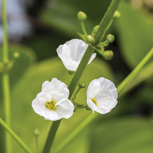 Diphylleia Flower Seeds White – Heirloom, Non-GMO, High Germination Seeds for Planting