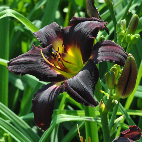 Semillas de flor de Hemerocallis negras para plantar – Semillas de jardín orgánicas, reliquia, sin OMG