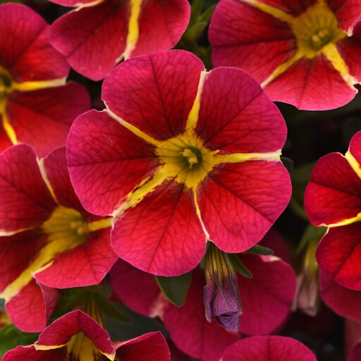 Yellow Red Calibrachoa Flower Seeds – Heirloom, Non-GMO, High Germination, Organic Garden Seeds